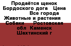 Продаётся щенок Бордоского дога › Цена ­ 37 000 - Все города Животные и растения » Собаки   . Ростовская обл.,Каменск-Шахтинский г.